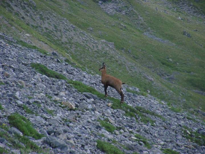 Un chamois 2 